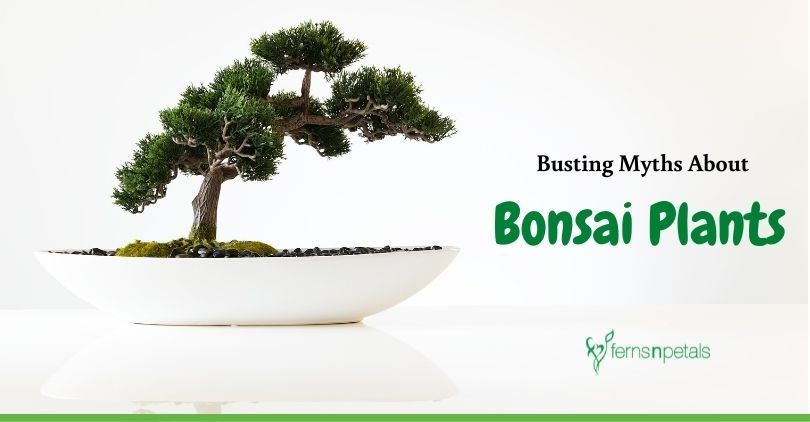 Common Myths Related to Bonsai Plants